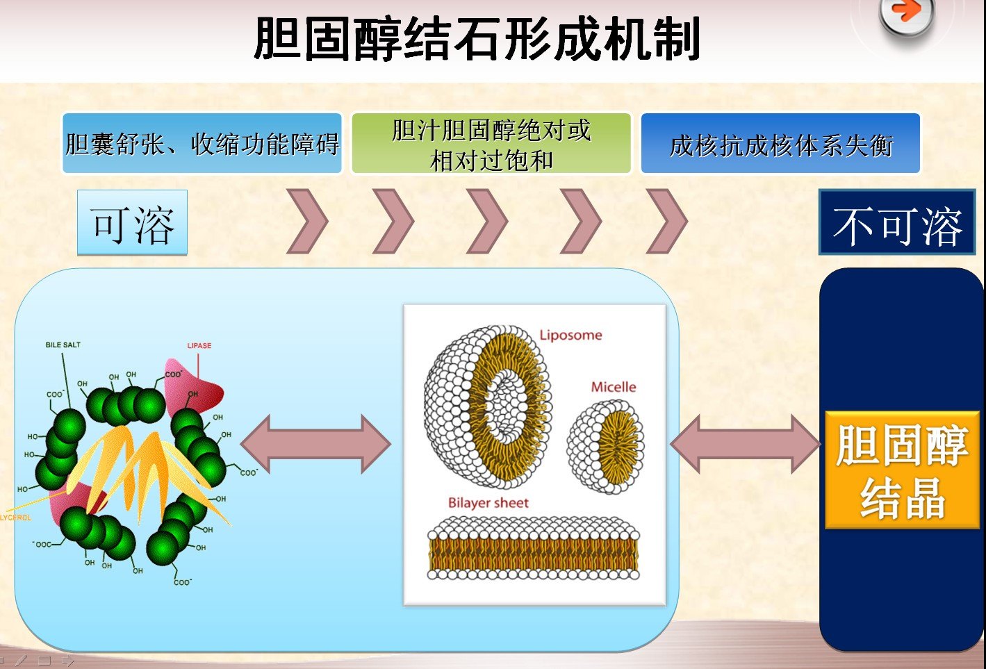 物,胆酸和胆红素的排出量;1,增加胆汁分泌;利胆药作用主要有以下四点