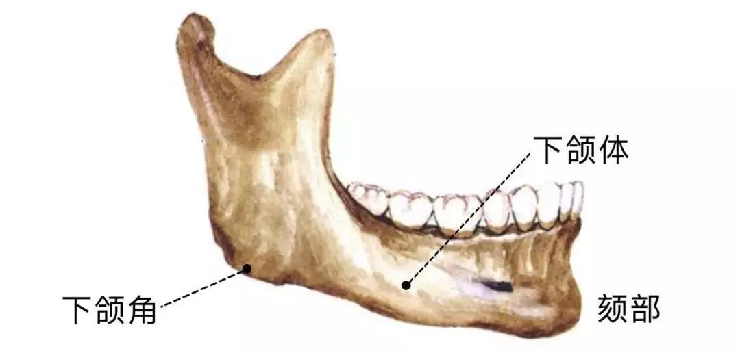 指"下颌角到颏部的长度"② 下颌体位置 ,指"下颌体相对于上颌骨(或