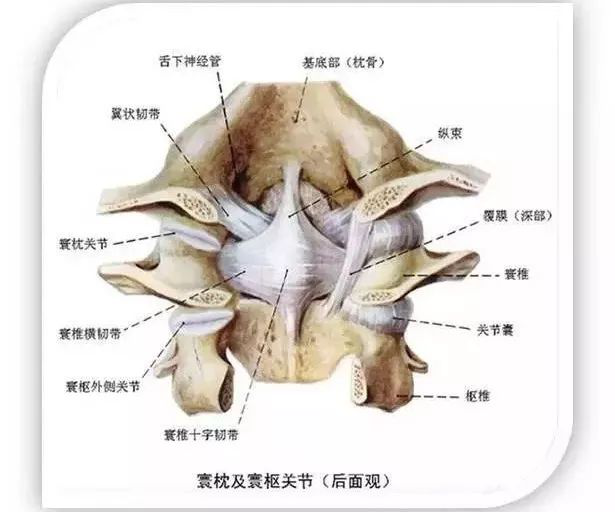 寰枢关节紊乱的诊断与治疗02,寰枢椎的骨性结构与肌肉韧带 寰椎(atlas