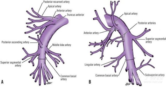 正常肺动脉解剖
