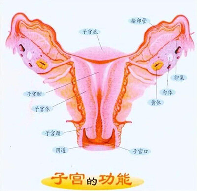 基底层靠近子宫肌层,对月经周期中激素的变化没有反应,其厚度不发生