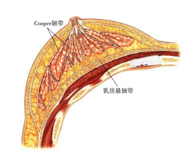 乳房里有一个组织叫"乳房悬韧带",也叫cooper韧带,是连接乳腺腺叶与