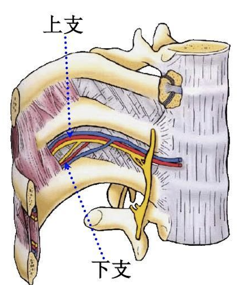 肋间动脉在肋角处分出上下支避开肋间动脉的穿刺技巧:前肋间隙进针应
