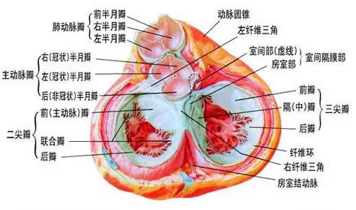 14张图片认识你的心脏