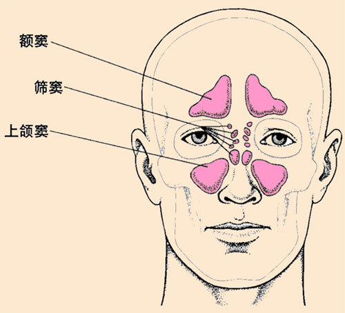 答:鼻窦古称鼻渊,窦是洞的意思.