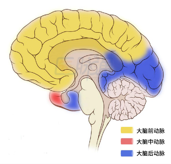 3. 皮质支:它的供血范围分布于除额极和枕叶之外的大脑半球背外侧面.