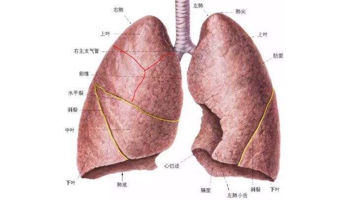 解释肺部结节位置和手术范围的苹果模型