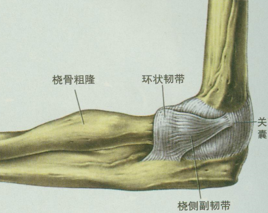 桡骨小头半脱位解剖上有疑义可能是环状韧带嵌入肱桡骨关节间隙