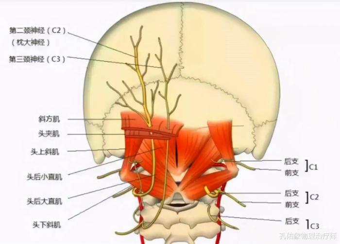 这些神经,大部分是支配头部,会引起头部的疼痛,上颈段的不适.