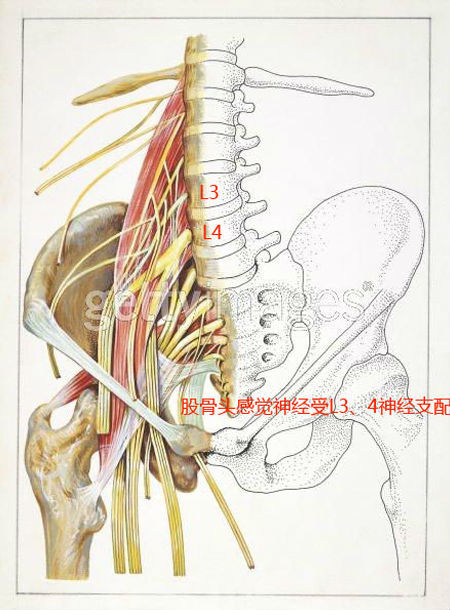 而这两个的反射区域一个在腰部,一个在膝盖上,股骨头坏死刺激周围神经