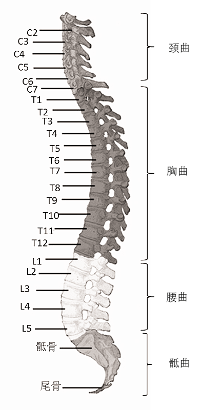 脊柱的解剖