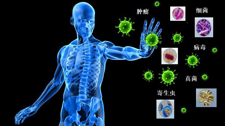 免疫系统和常见免疫性疾病系列 ---免疫系统的组成和功能