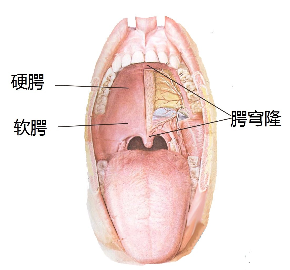 孩子得了唇腭裂,什么时候手术最好?