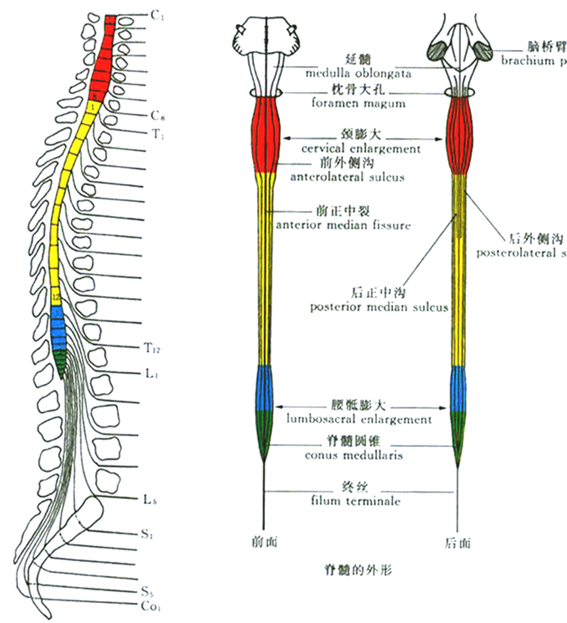 脊髓的功能解剖