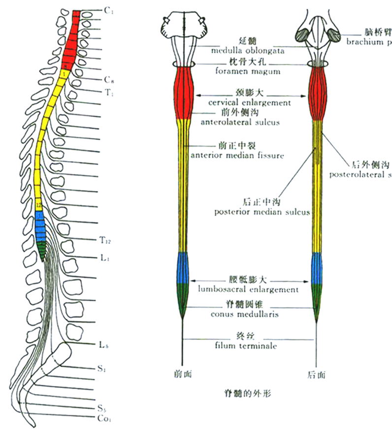 1脊髓的位置和外形脊髓位于椎管内,上端于枕骨大孔处与延髓相接,下端