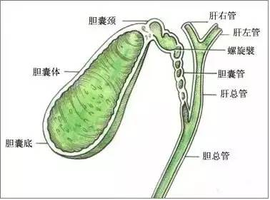 保胆取石胆囊结石的非主流手术