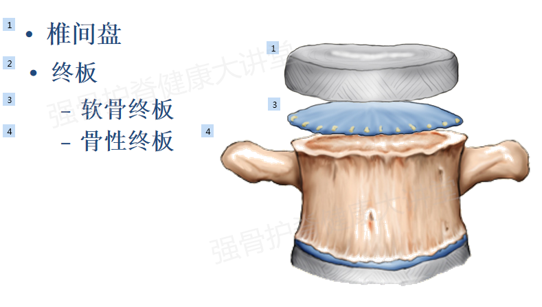 腰椎间盘突出了能回纳或自动吸收吗