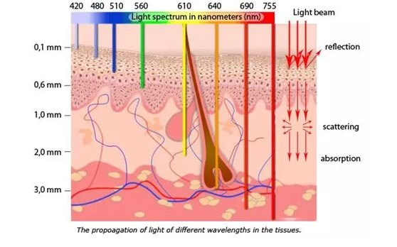 皮肤组织中不同的靶目标(包括黑色素,血红蛋白,胶原蛋白以及水等)对不
