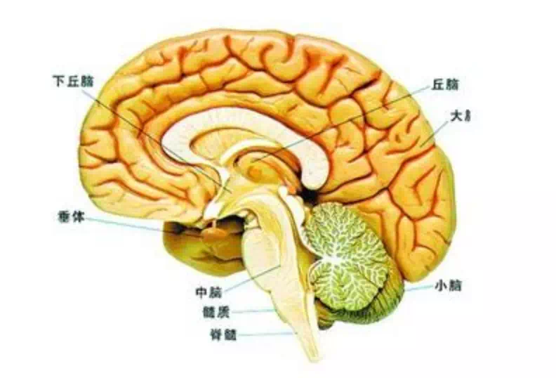 好大夫在线 王拓 小小垂体,大大麻烦    一,脑垂体瘤导致性功能低下