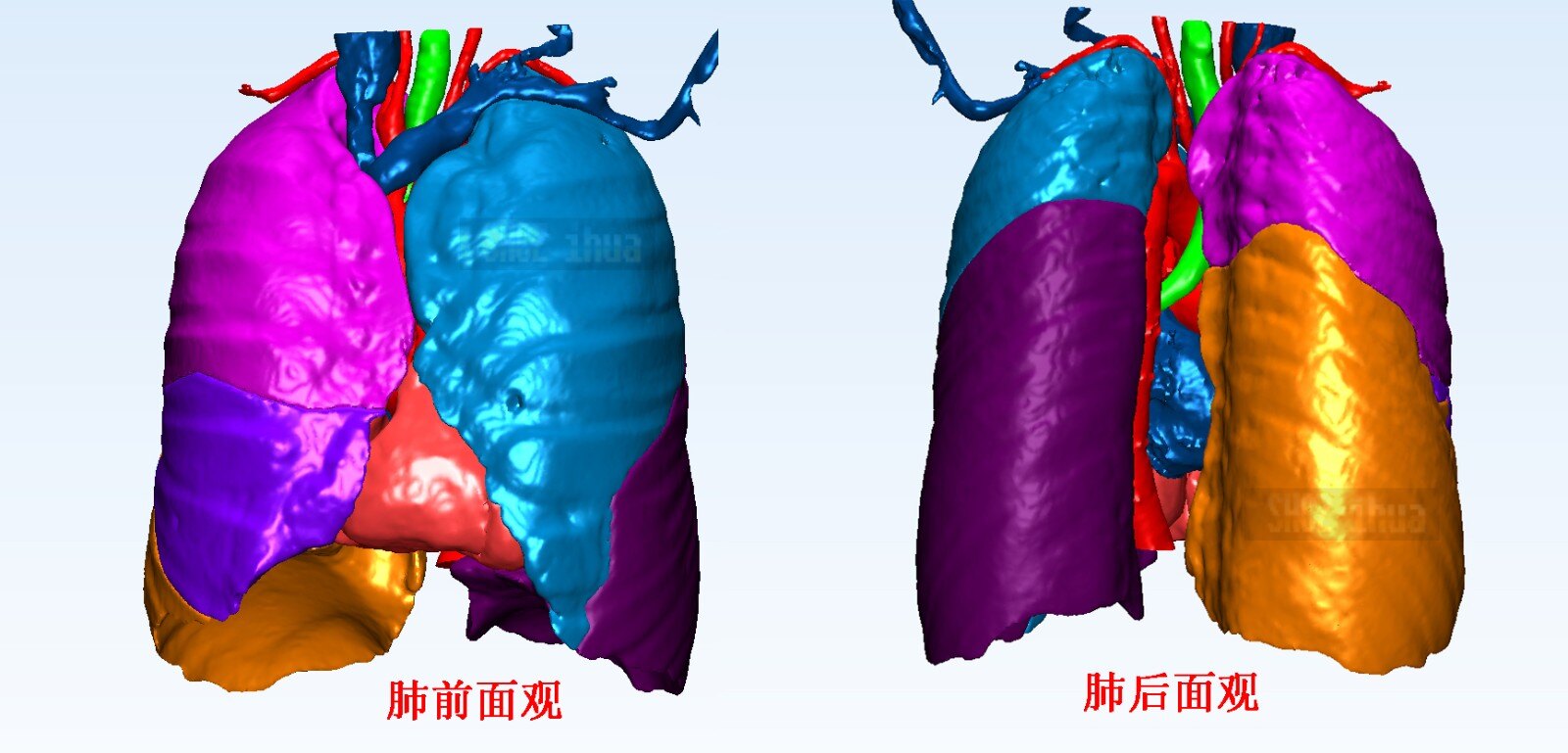 浅谈全肺,肺叶,肺段或楔形切除术