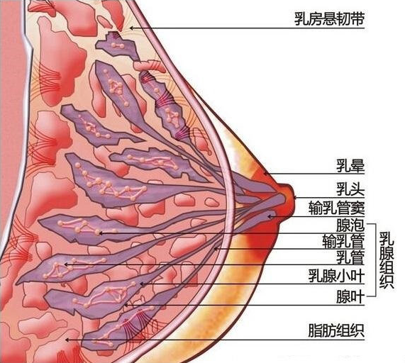 科普:乳腺增生能做自体脂肪丰胸,假体隆胸手术吗?