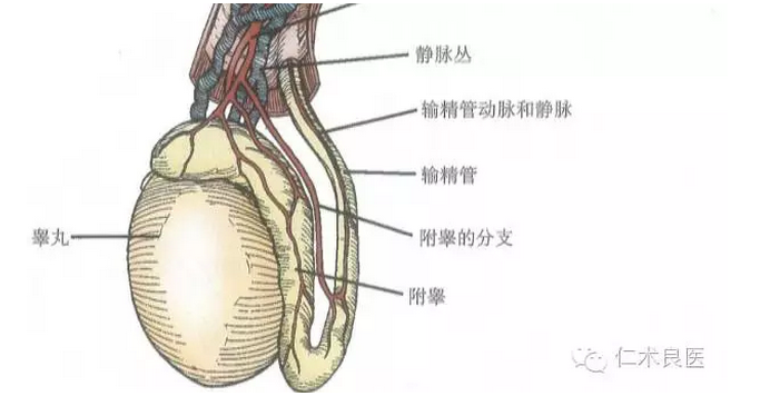 睾丸的大体结构及血管系统