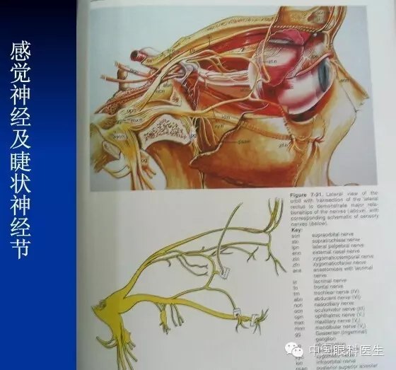 眼眶的解剖(最全面的图文详解)