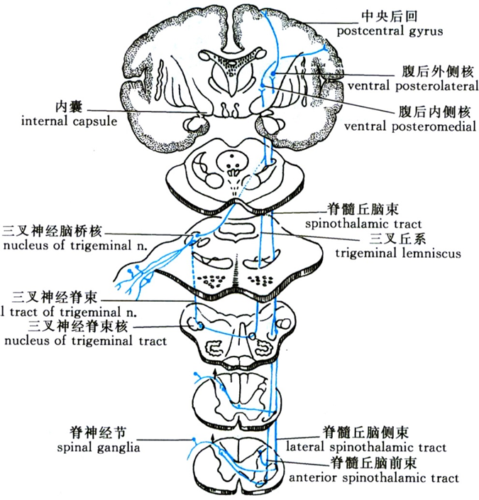 2.1传导功能  脊髓白质的上行或下行传导束是传导功能的重要结构.