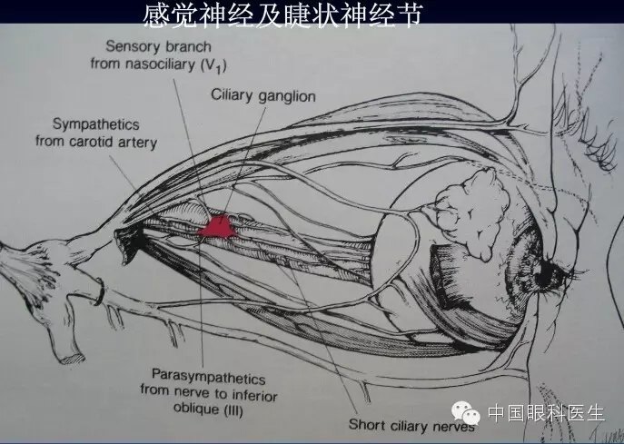 眼眶的解剖(最全面的图文详解)