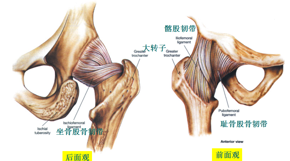 在髋关节上方,股直肌反折头附着于关节囊内侧部,臀小肌则覆盖于关节囊