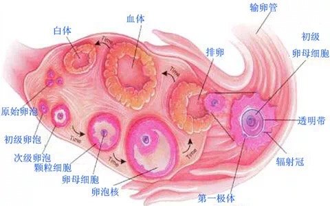 被宠爱的卵子姑娘的一生,备孕你的要了解!邹世恩生殖医