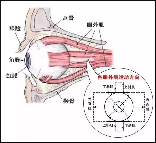 4,眼外肌-转向支架 眼外肌是司眼球运动的横纹肌,每眼各有6条,按其走