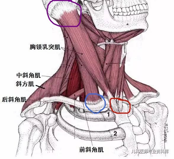 斜颈_斜颈疾病介绍 好大夫在线