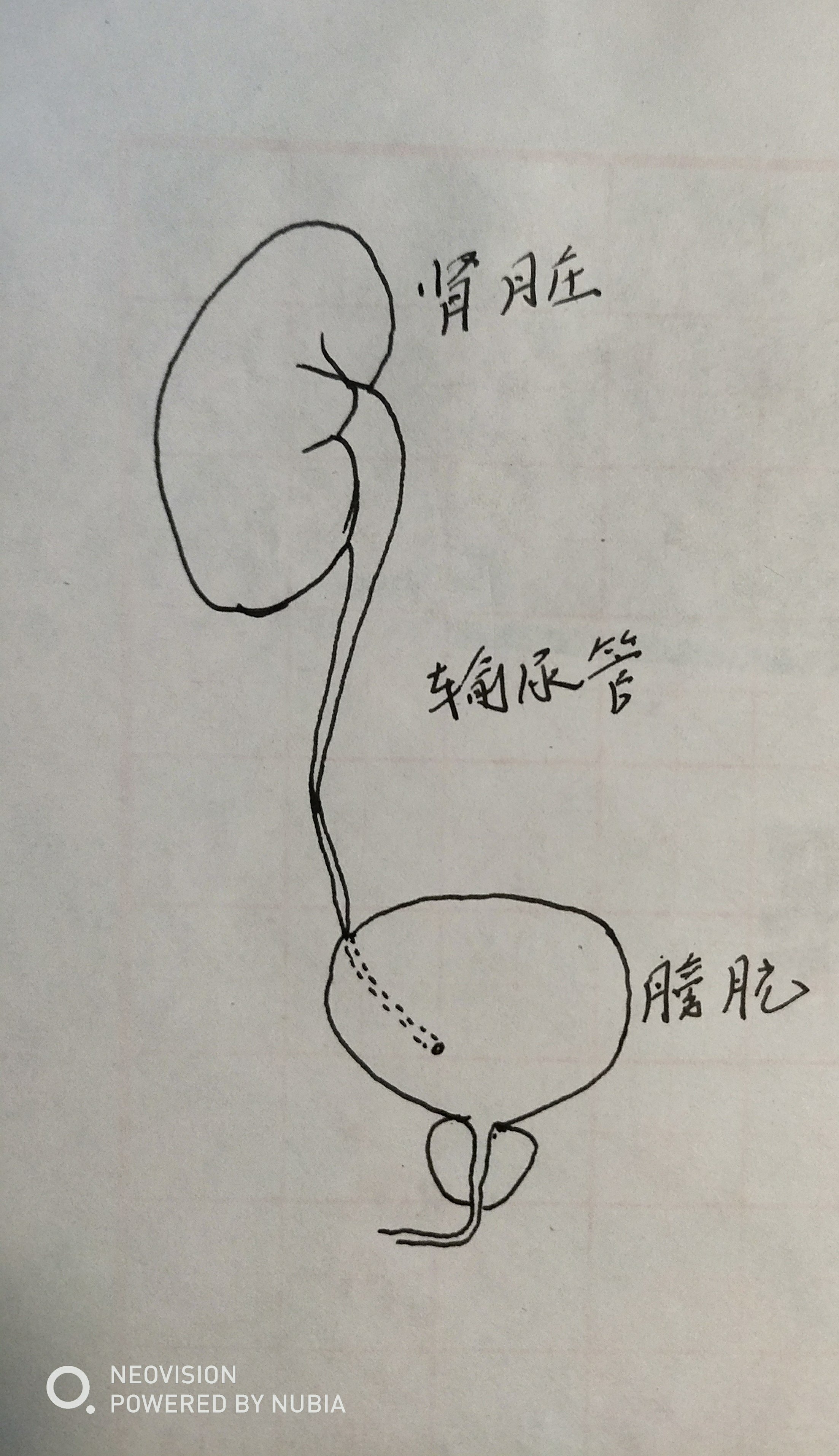泌尿系解剖简图