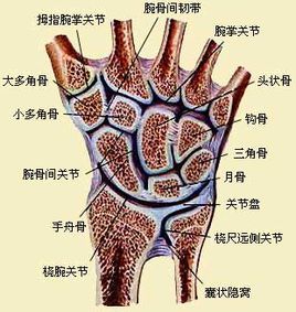 手腕骨位置图片图片