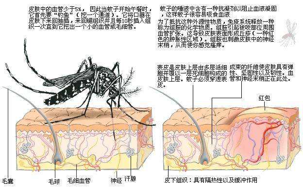 蚊子刺吸式口器的特点图片