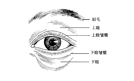 4,上瞼為正力型,運動靈活,睫毛長,黑,微微翹起,隨眼瞼的運動而運動