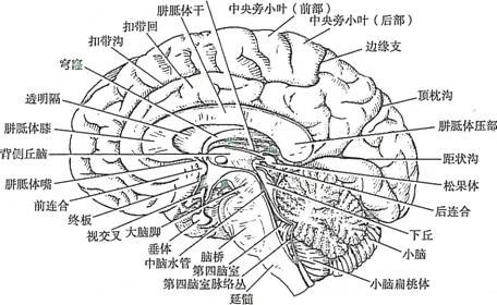 大脑正中矢状面绘图图片