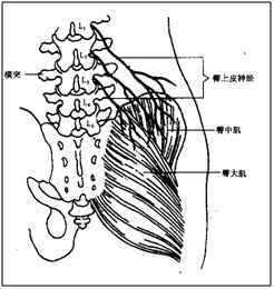 臀上皮神经体表定位图图片