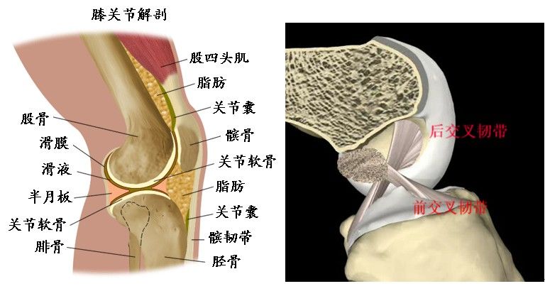 膝关节后方解剖结构图片