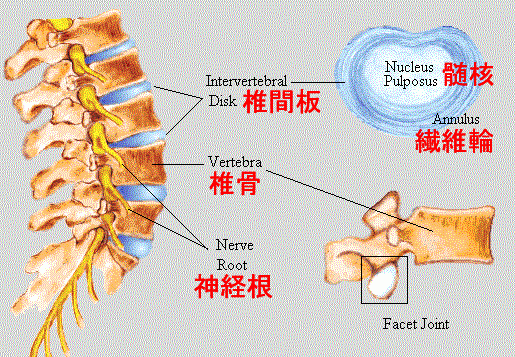 什么是腰椎间盘