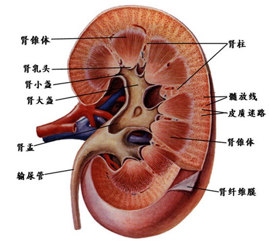 肾脏结构泌尿系统是一个管道系统