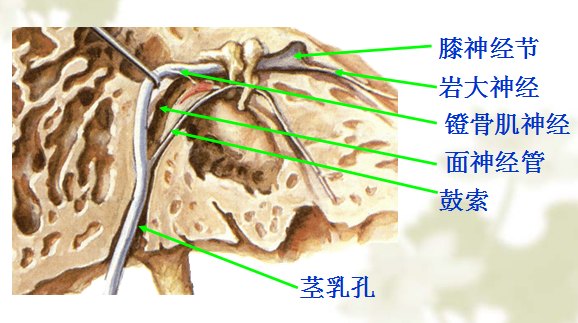面神经下颌缘支 解剖图片