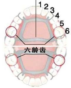 有很多恆牙是不會替換乳牙而自己萌出的,我就是口腔裡面第一個這樣萌