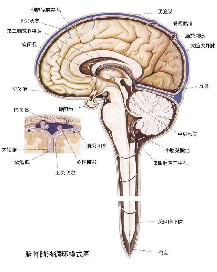 人的大脑的内部有一些空腔,我们把它叫做脑室,里面充满着脑室分泌出的