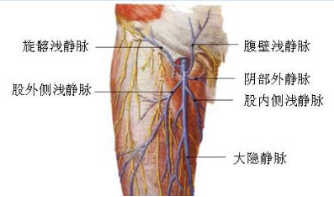 大隐静脉解剖示意图图片