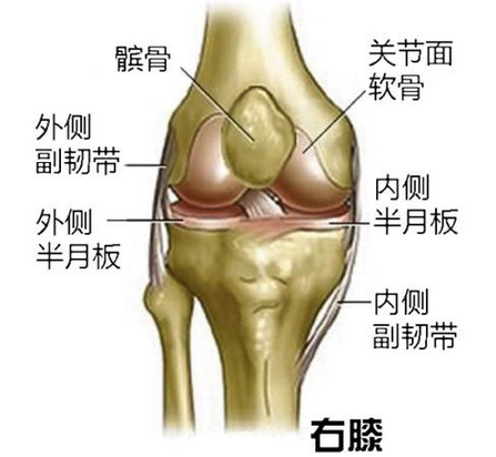 膝盖周围的部位名称图图片