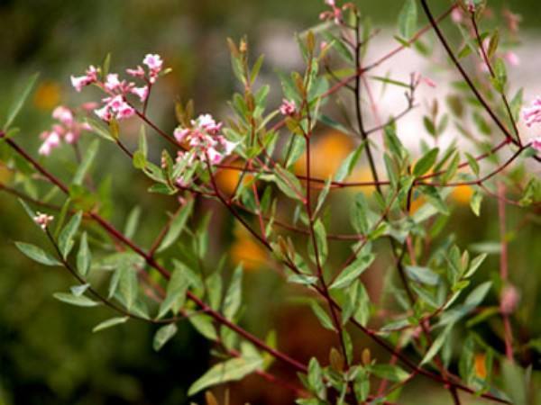 不过人们对于中药还是了解的没有西药更深,因此在面对一些疾病的治疗
