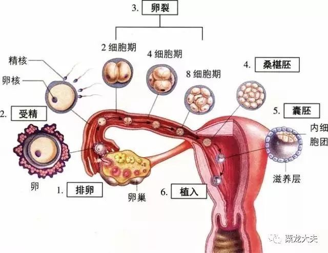 卵泡结构图图片