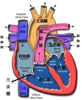 肺与心脏的解剖关系图图片